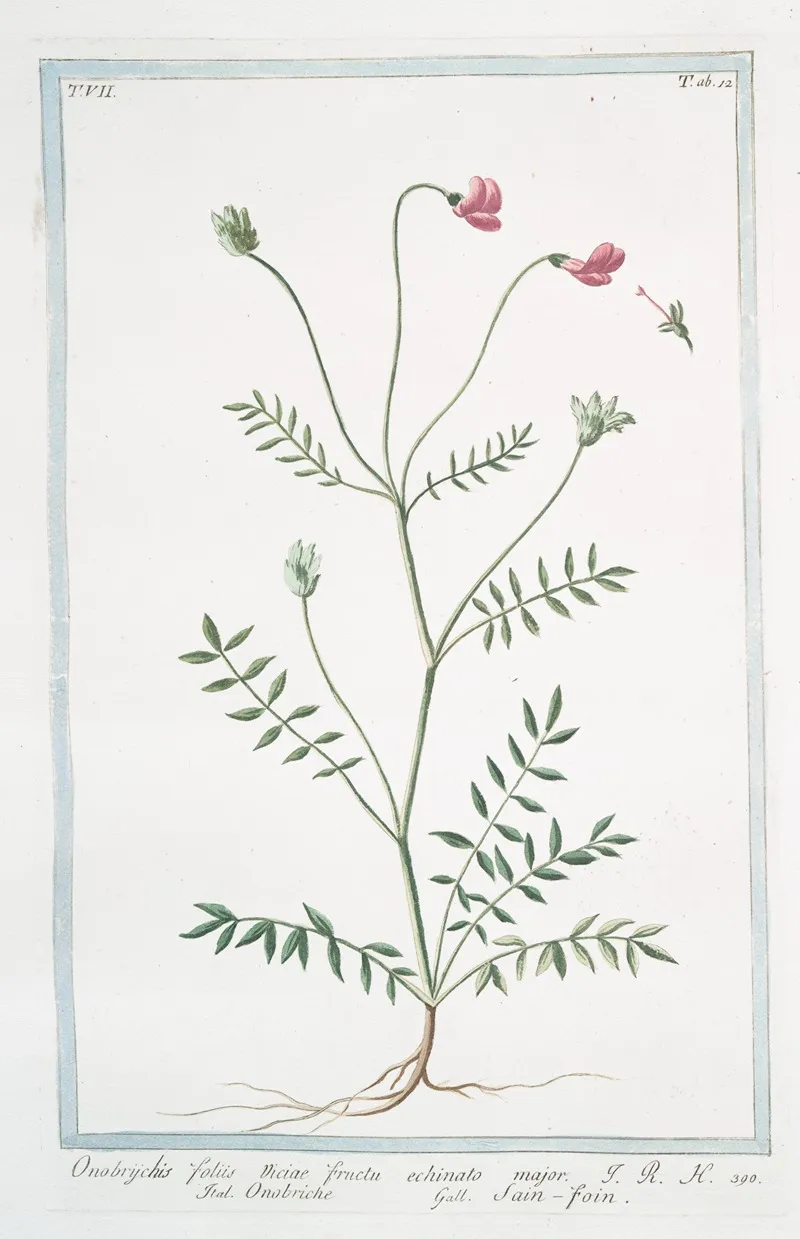 Onobrychis Foliis Viciae Fructu Echinato Major Onobriche Sain Foin