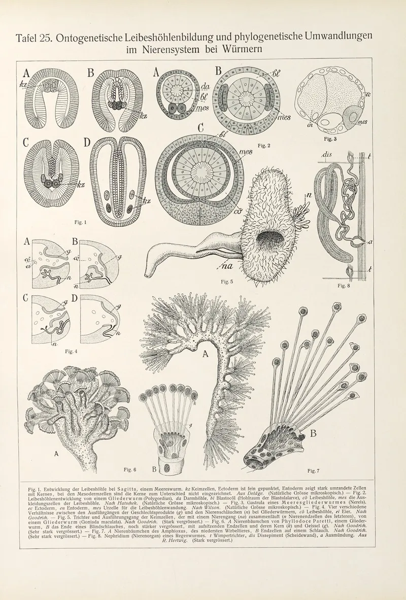 Ontogenetische Leibeshohlenbildung Und Phylogenetische Umwandlungen Im Nierensystem Bei Wurmern by Konrad Guenther - Canvas Print