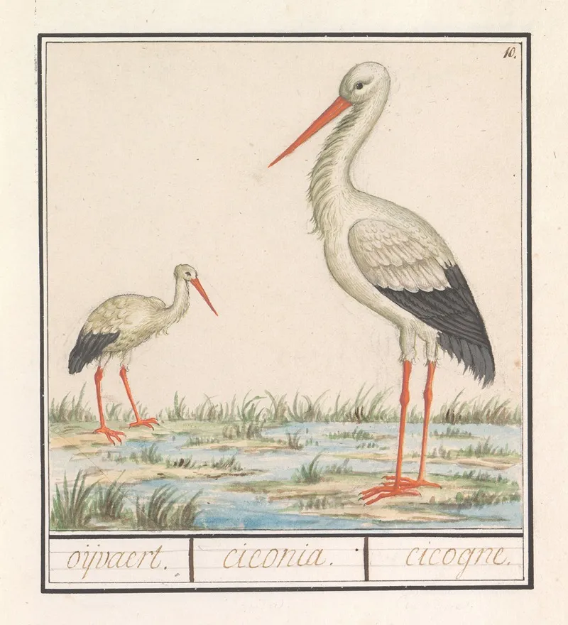 Ooievaar Ciconia Ciconia