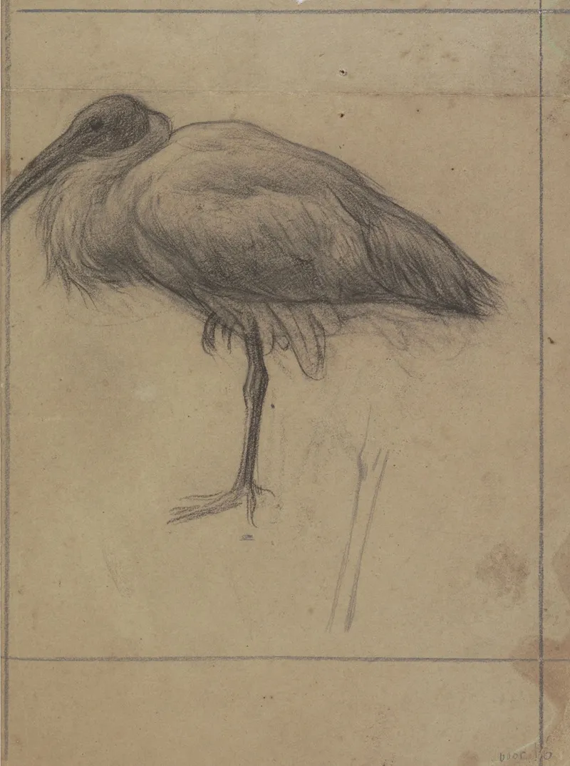 Opgezette Ibis