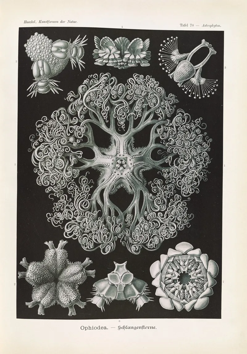 Ophiodea Schlangensterne 2