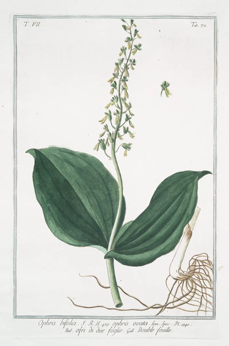 Ophris Bifolia Ophris Ovata Ofri Di Due Foglie Double Feuille Two Leaved Ophrys
