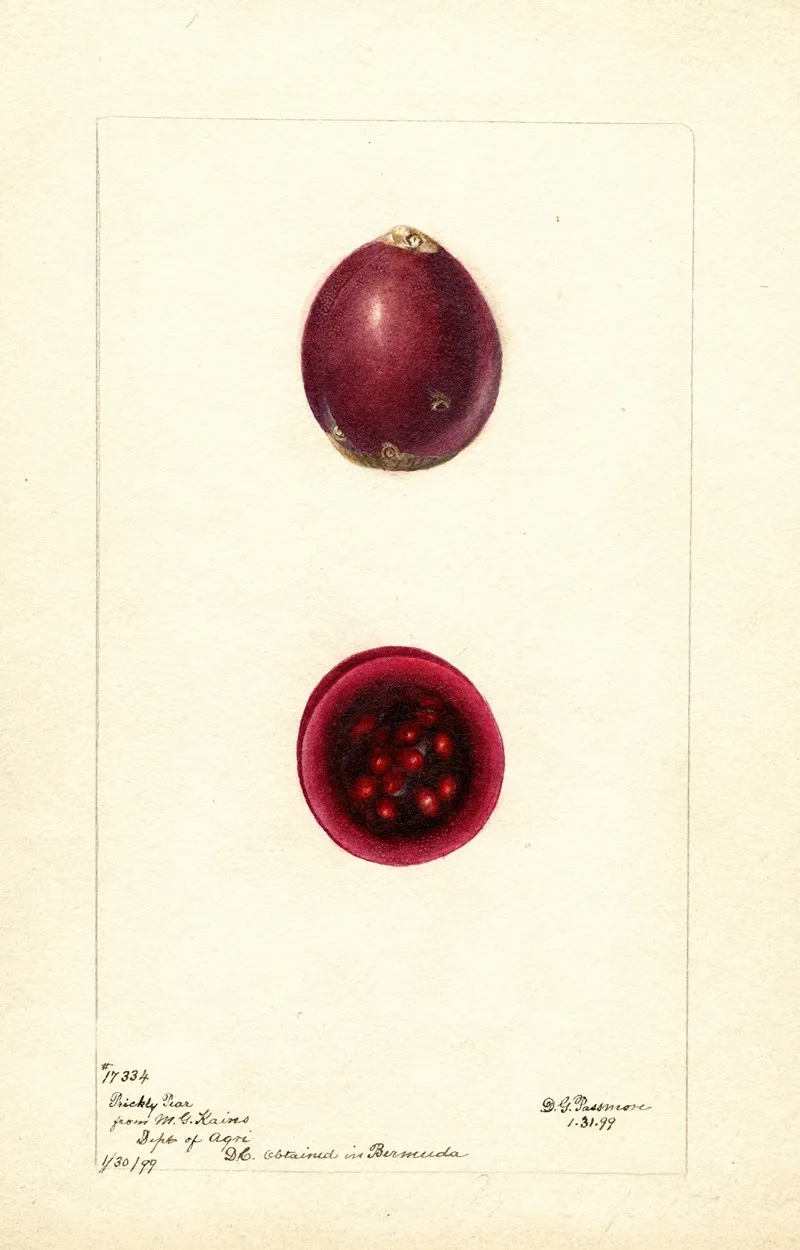 Opuntia Prickly Pear