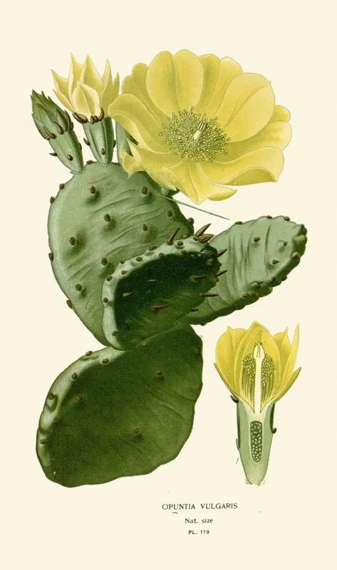 Opuntia Vulgaris by Edward Step - Canvas Print