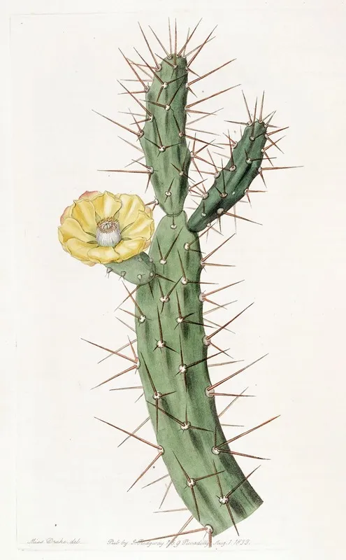 Orange Coloured Indian Fig by Sydenham Edwards - Canvas Print