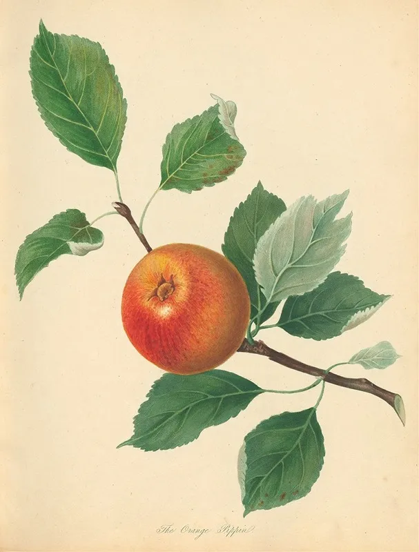 Orange Pippin