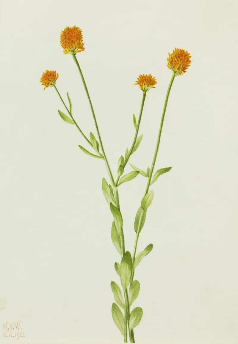 Orange Polygala Polygala Lutea 2