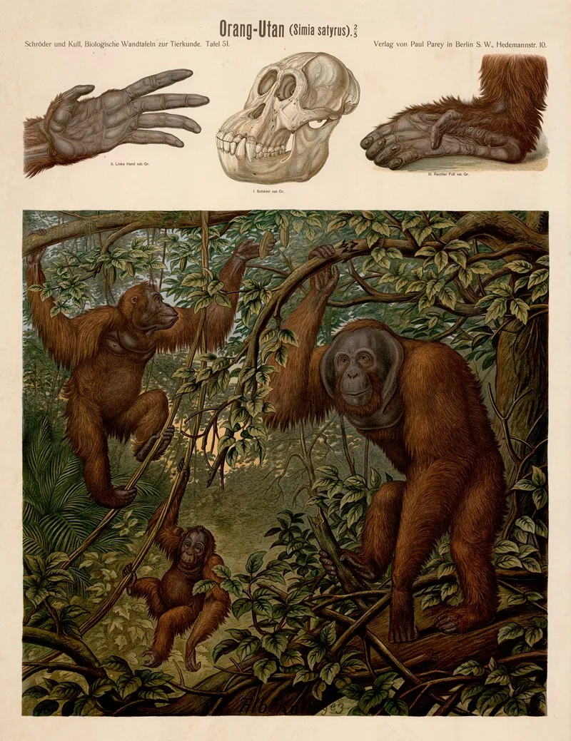Orangutan Simia Satyrus