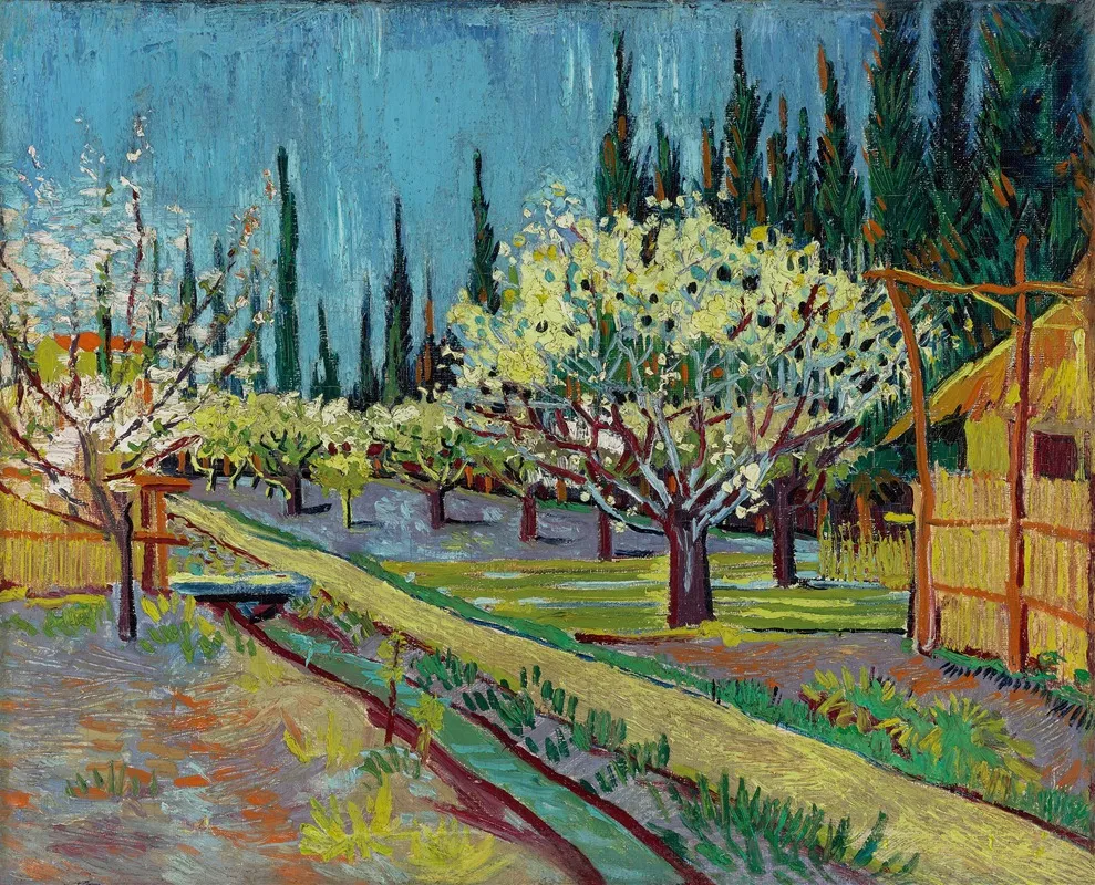 Orchard Bordered By Cypresses