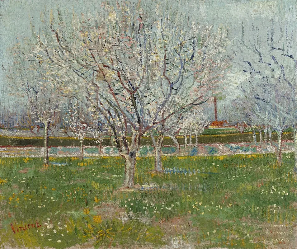 Orchard In Blossom Plum Trees