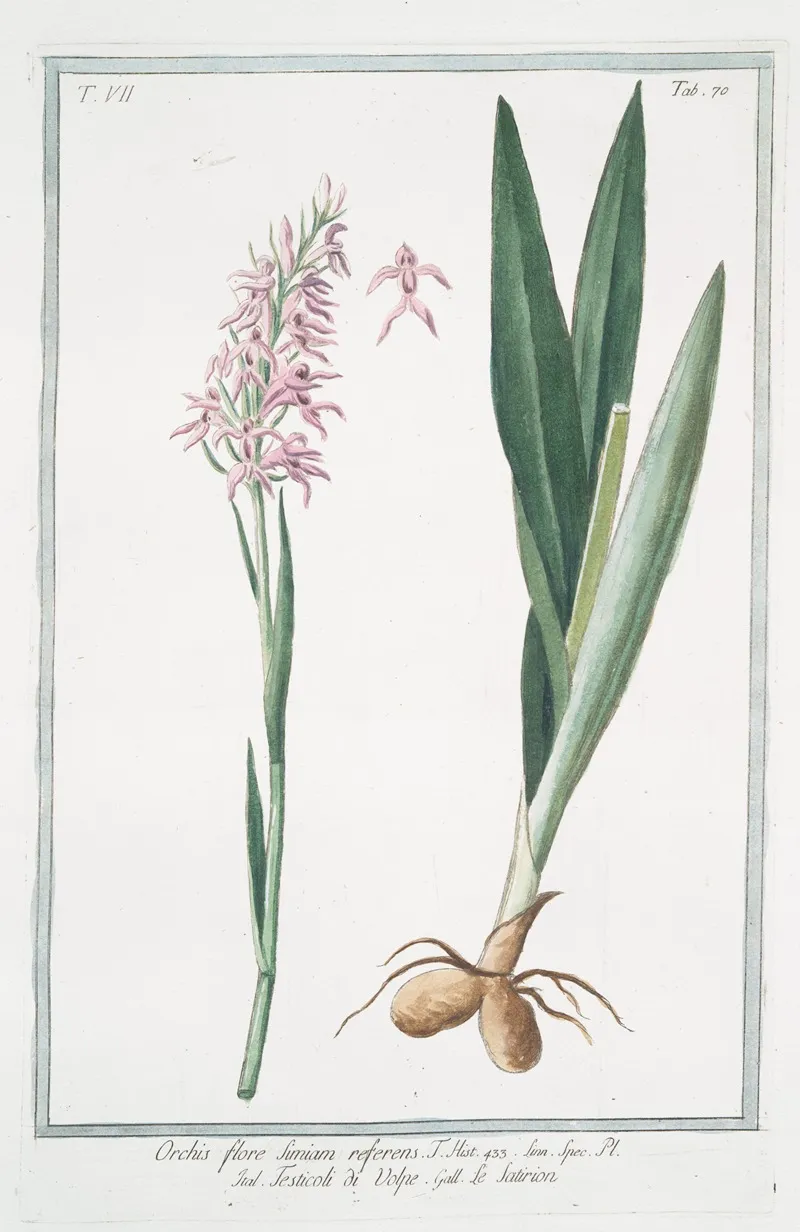 Orchis Flore Simiam Referems Testicoli Di Volpe Le Satirion Early Purple Orchis