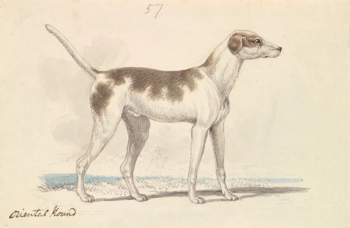 Oriental Hound