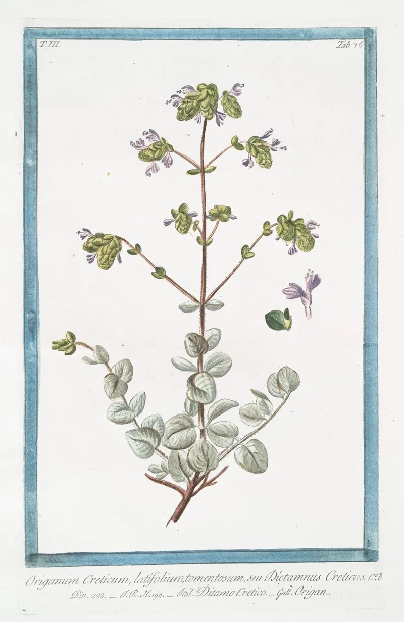 Origanum Creticum Latifolium Tomentosum Seu Dictamnus Creticus Ditamo Cretico Origan Spanish Hops