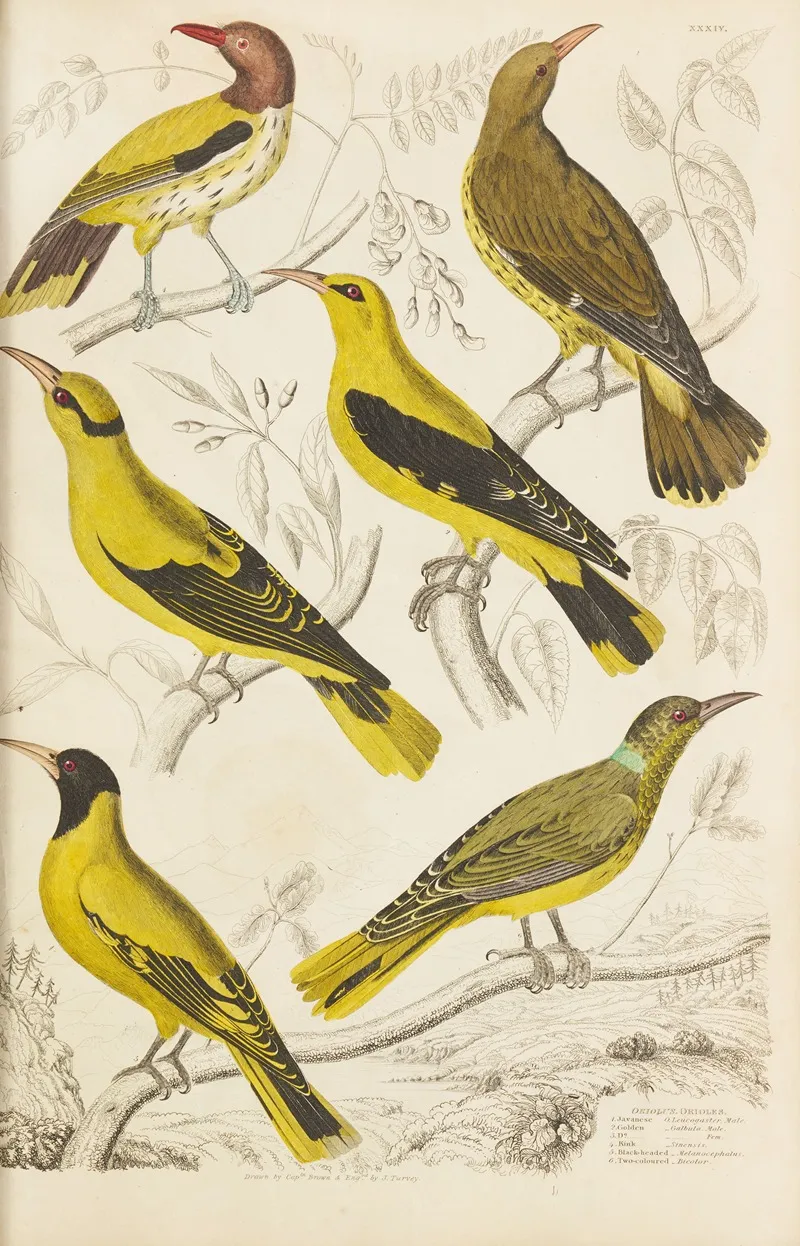 Orioles by William MacGillivray - Canvas Print