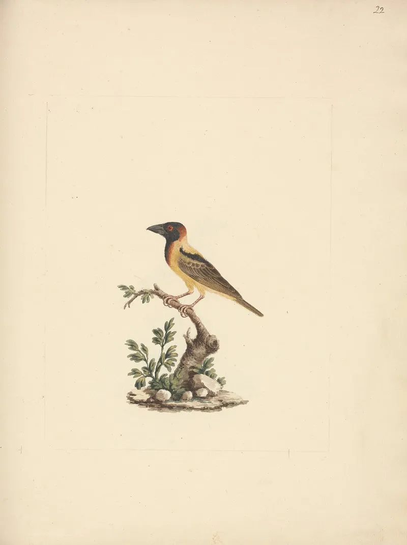 Oriolus Monacha Black Headed Abyssinian Oriole