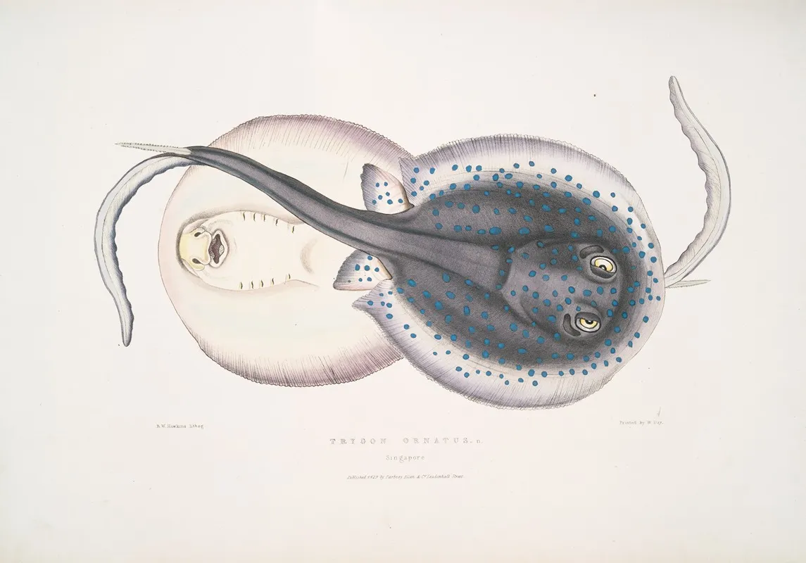 Ornamented Trygon Trygon Ornatus Singapore