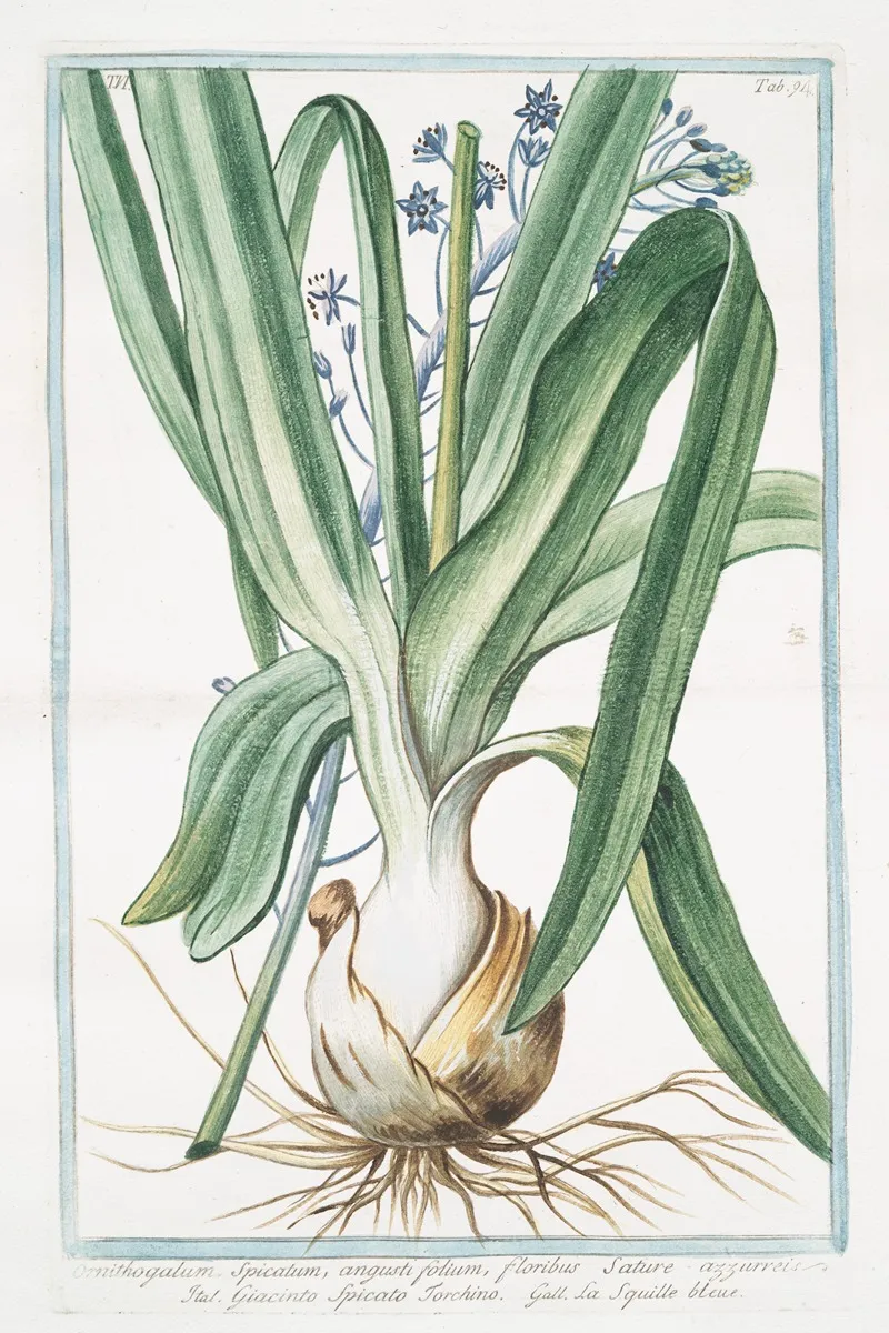 Ornithogalum Spicatum Angustifolium Floribus Sature Azzurreis Giacinto Spicato Torchino La Sqiulle Bleue Spiked Star Of Bethlehem