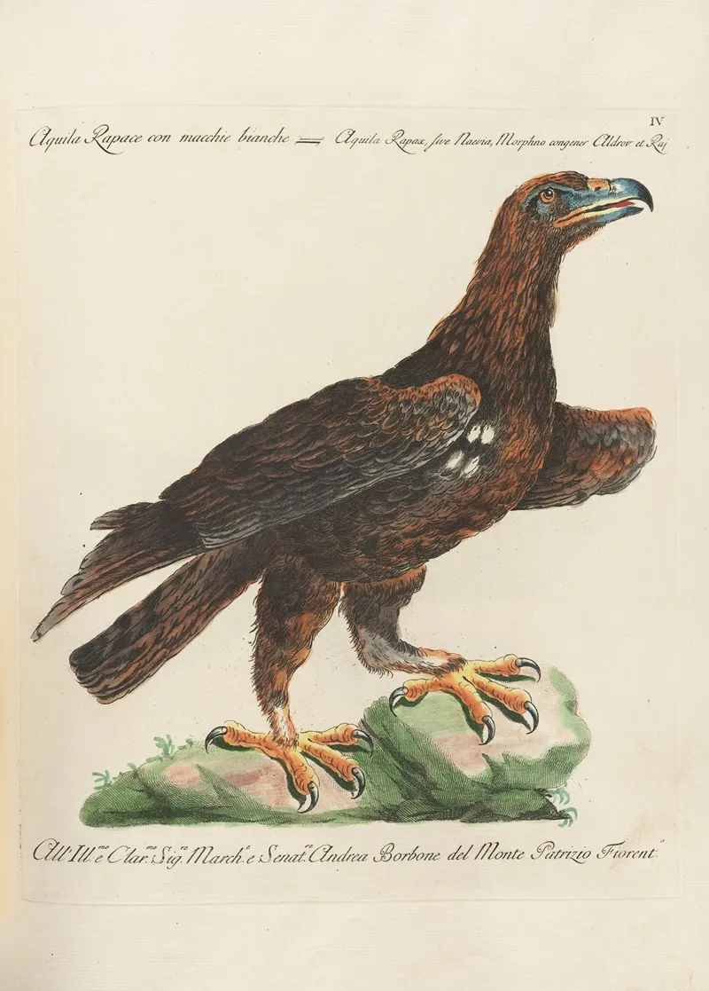 Ornithologia Methodice Digesta Pl 004