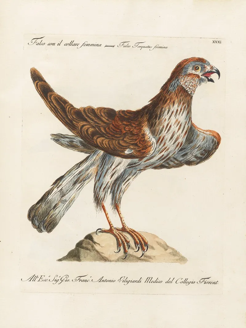 Ornithologia Methodice Digesta Pl 031