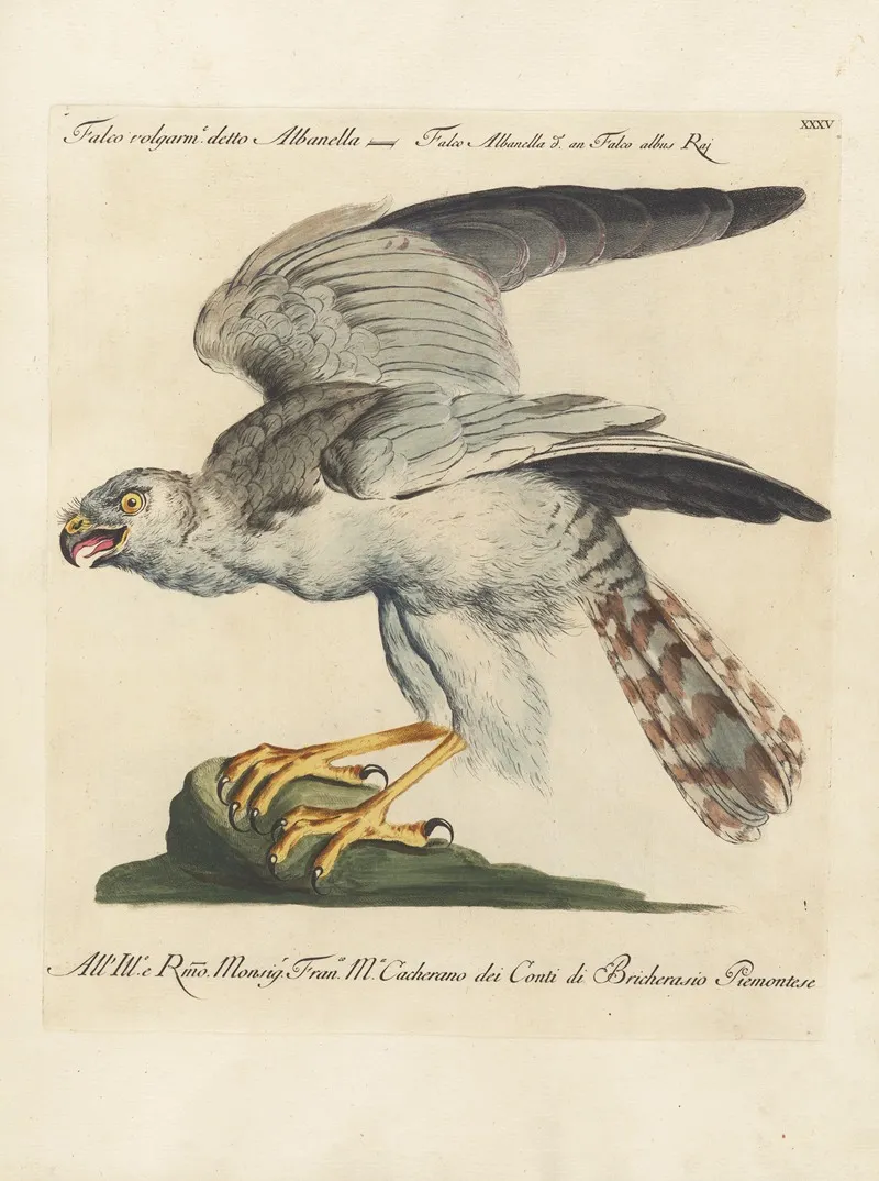 Ornithologia Methodice Digesta Pl 035