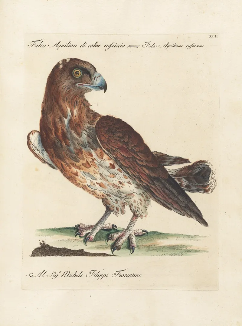 Ornithologia Methodice Digesta Pl 042
