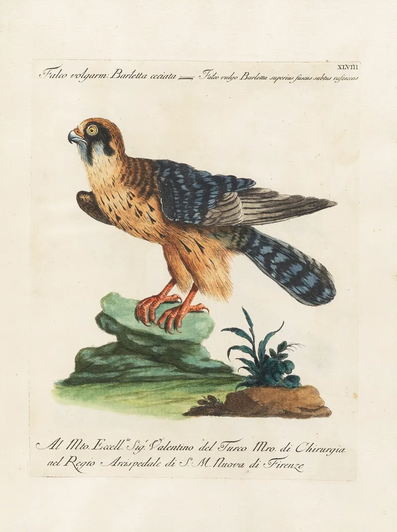 Ornithologia Methodice Digesta Pl 048