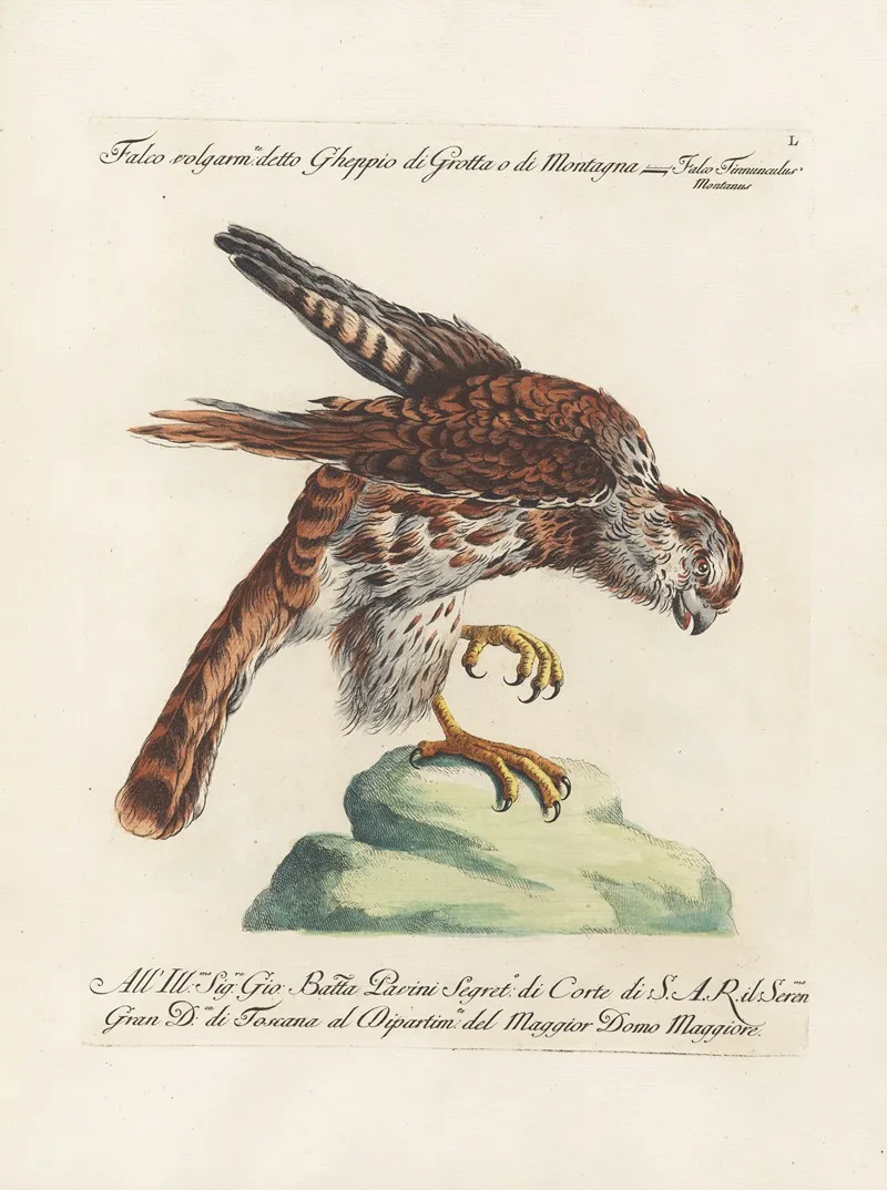 Ornithologia Methodice Digesta Pl 050