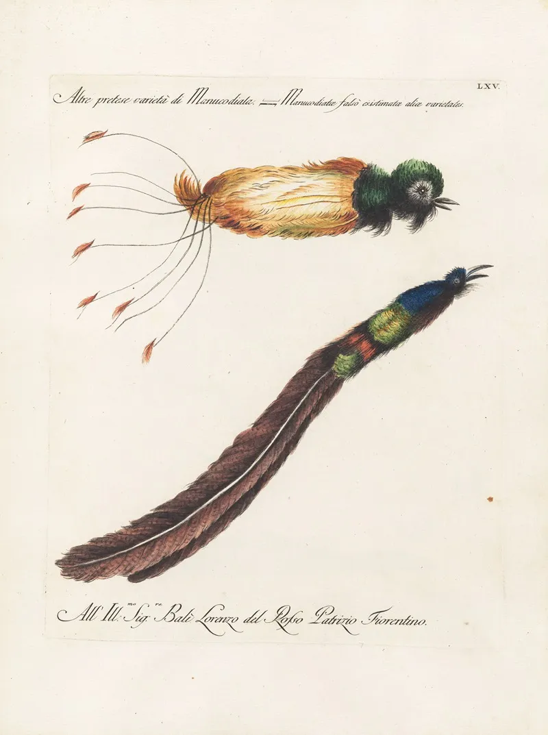 Ornithologia Methodice Digesta Pl 065