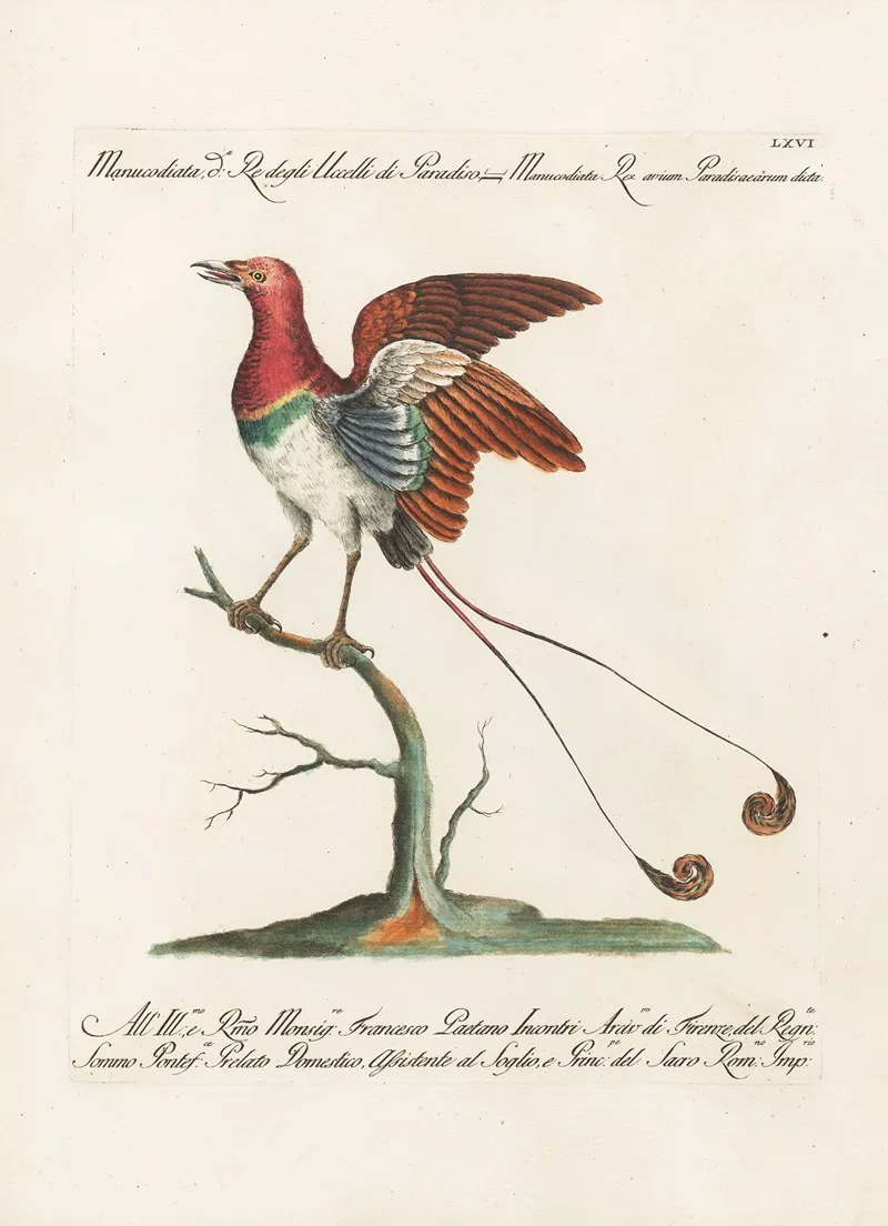 Ornithologia Methodice Digesta Pl 066