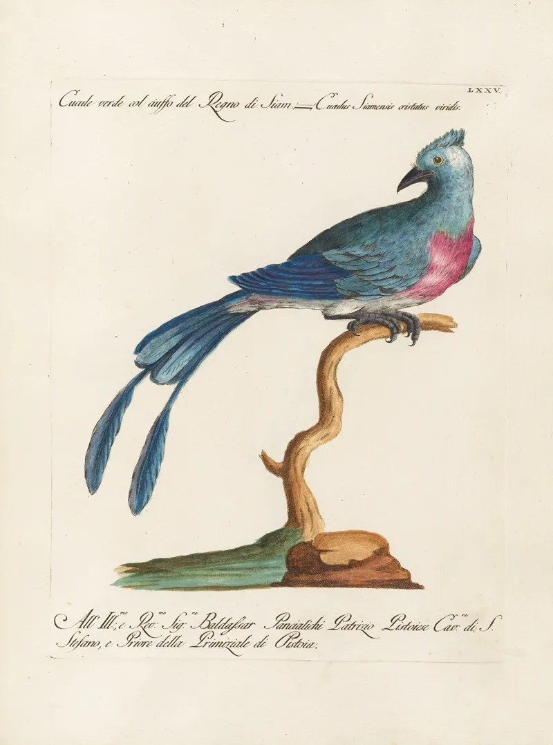 Ornithologia Methodice Digesta Pl 075