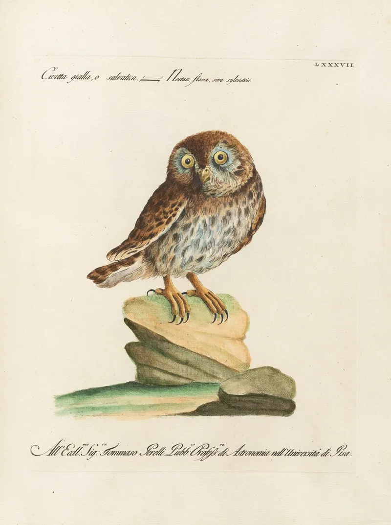 Ornithologia Methodice Digesta Pl 087