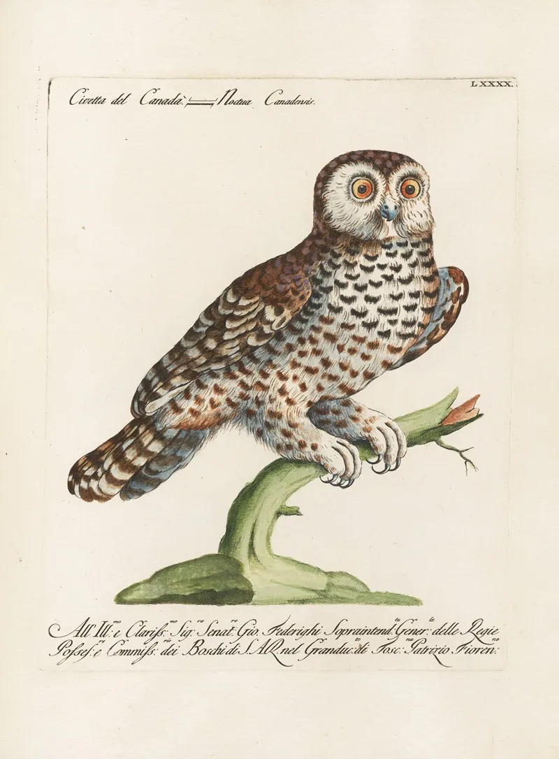 Ornithologia Methodice Digesta Pl 090