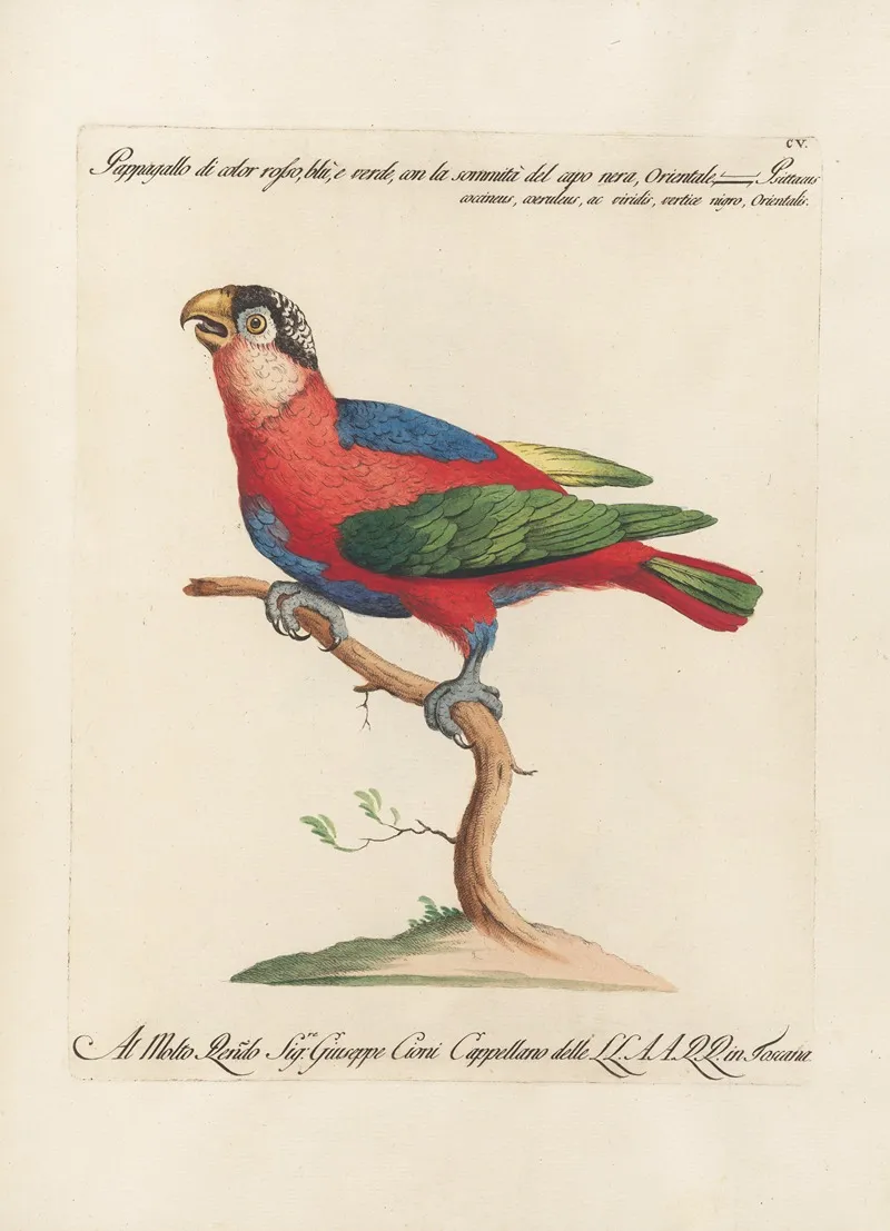 Ornithologia Methodice Digesta Pl 105