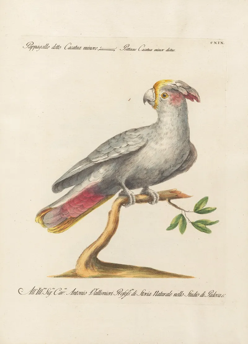 Ornithologia Methodice Digesta Pl 119