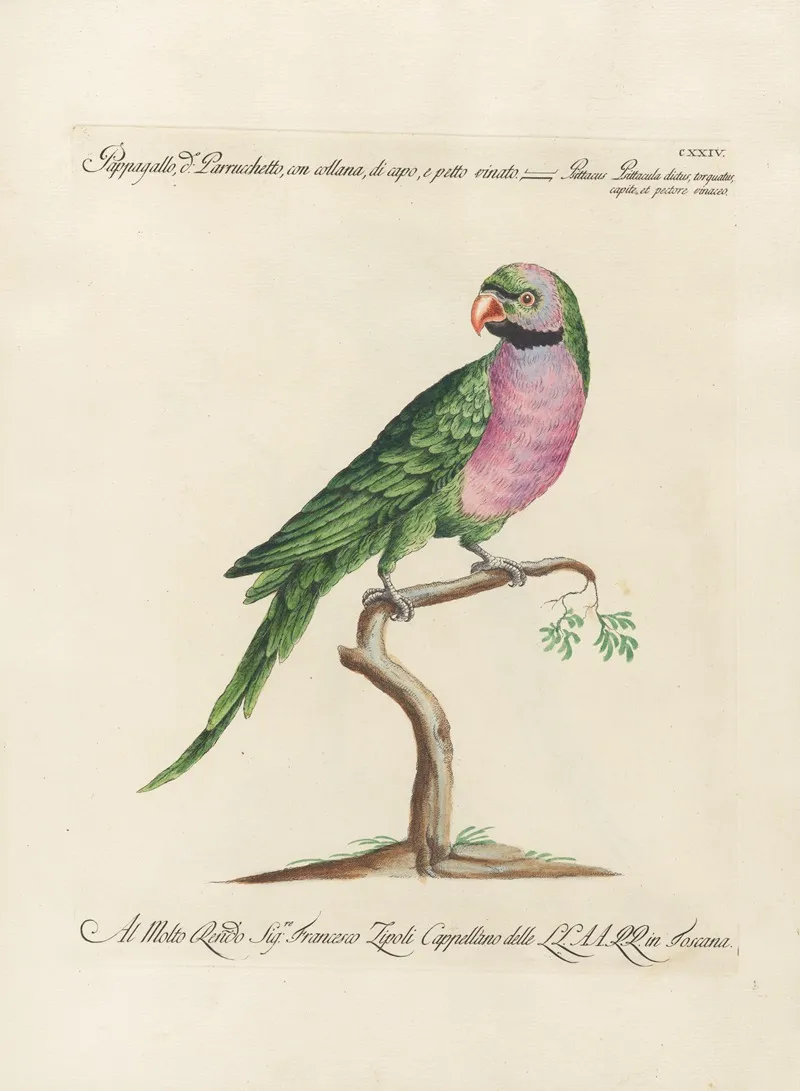 Ornithologia Methodice Digesta Pl 124