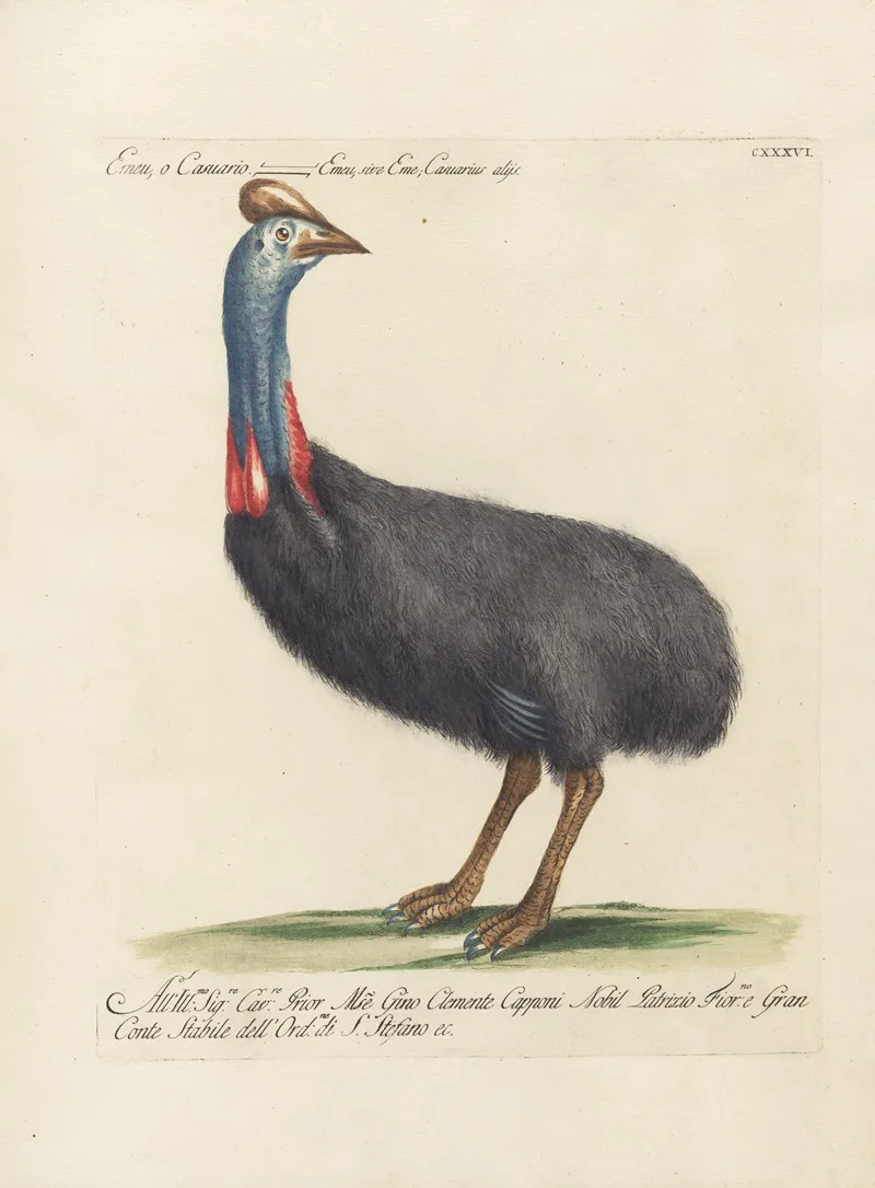 Ornithologia Methodice Digesta Pl 133