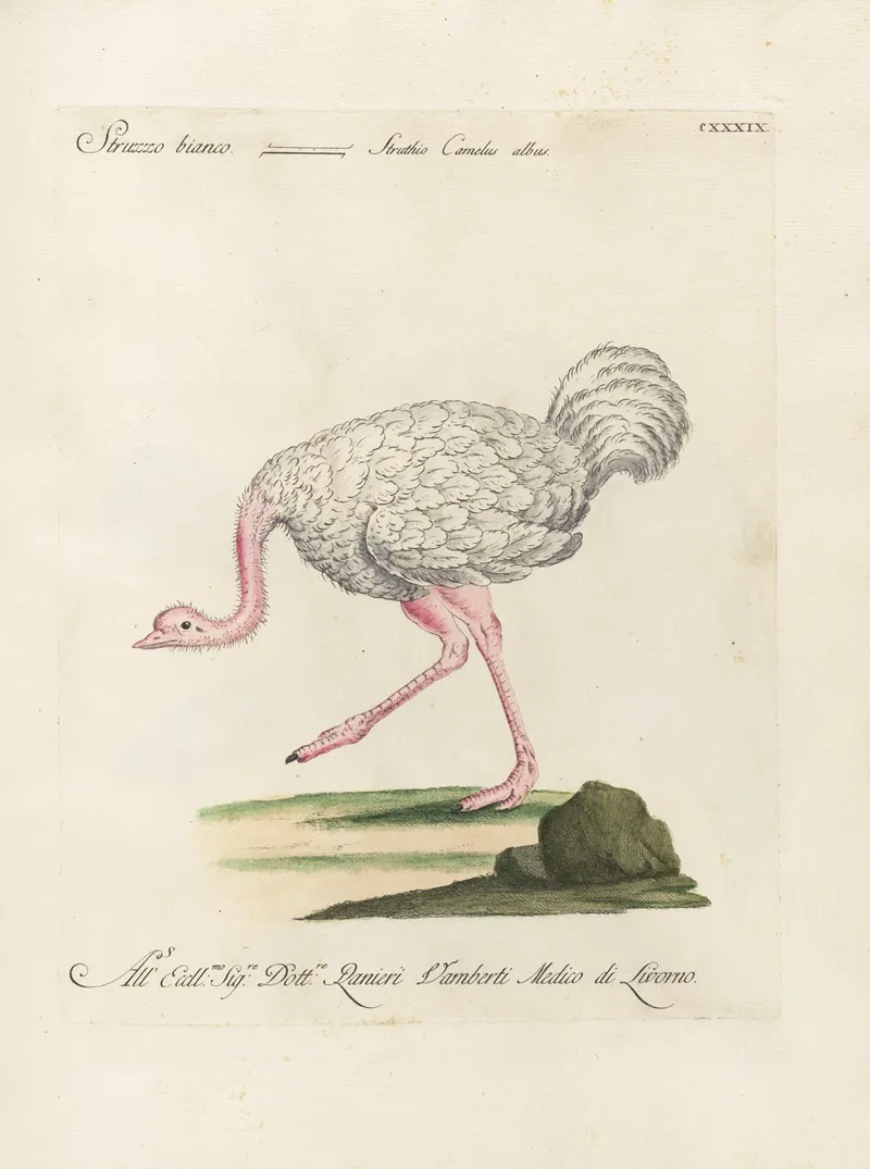 Ornithologia Methodice Digesta Pl 136