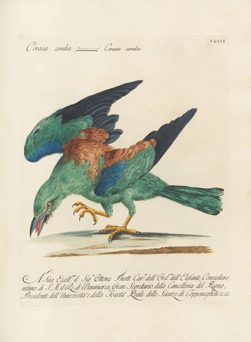 Ornithologia Methodice Digesta Pl 150