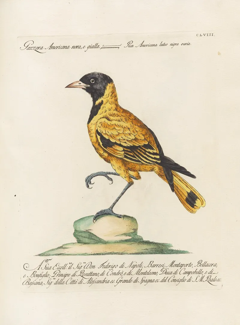 Ornithologia Methodice Digesta Pl 153
