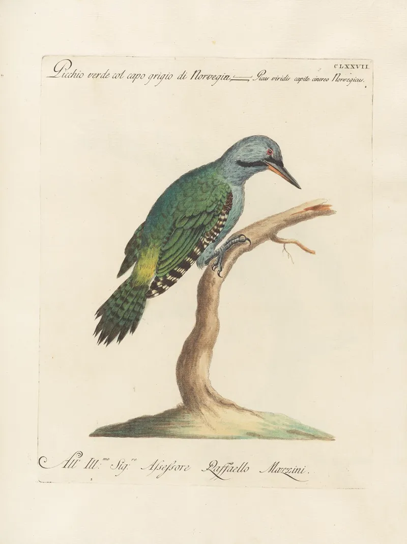 Ornithologia Methodice Digesta Pl 170