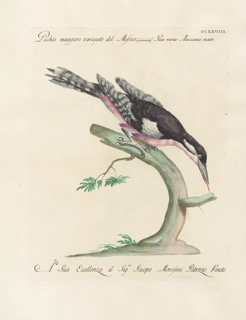 Ornithologia Methodice Digesta Pl 171