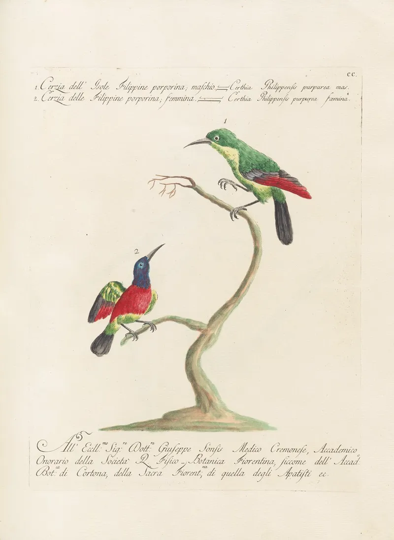 Ornithologia Methodice Digesta Pl 187
