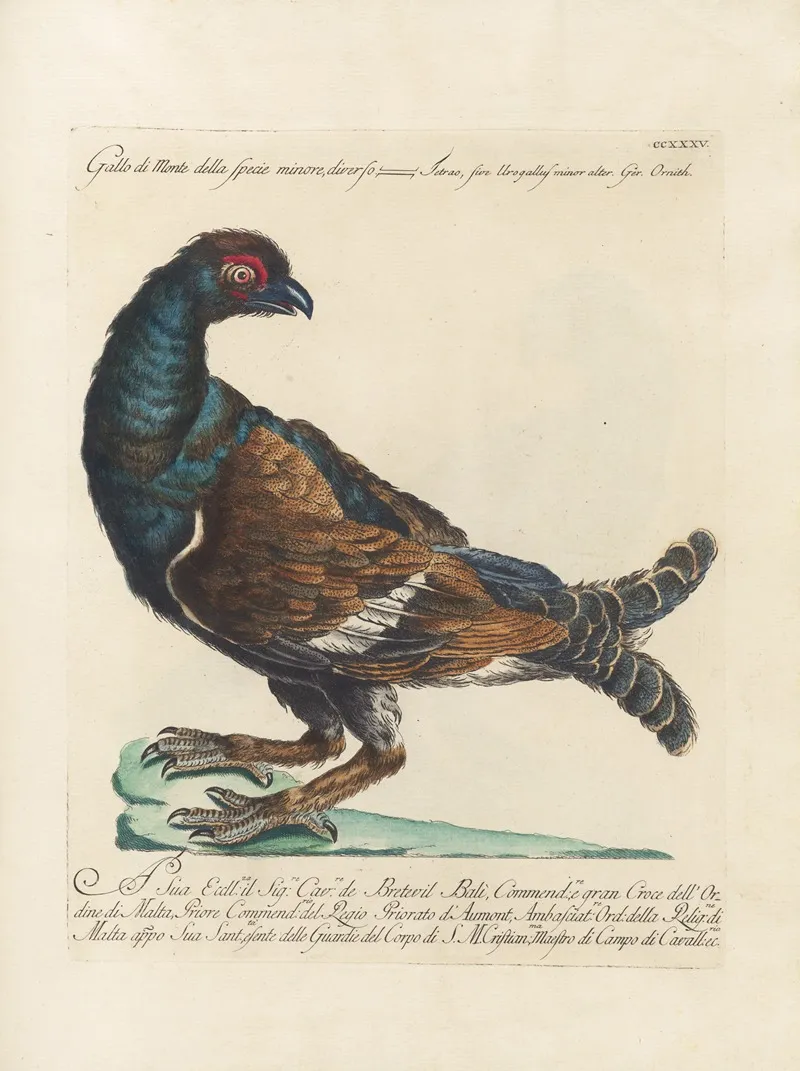 Ornithologia Methodice Digesta Pl 217
