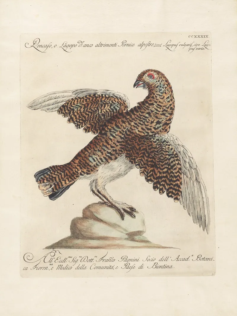 Ornithologia Methodice Digesta Pl 221