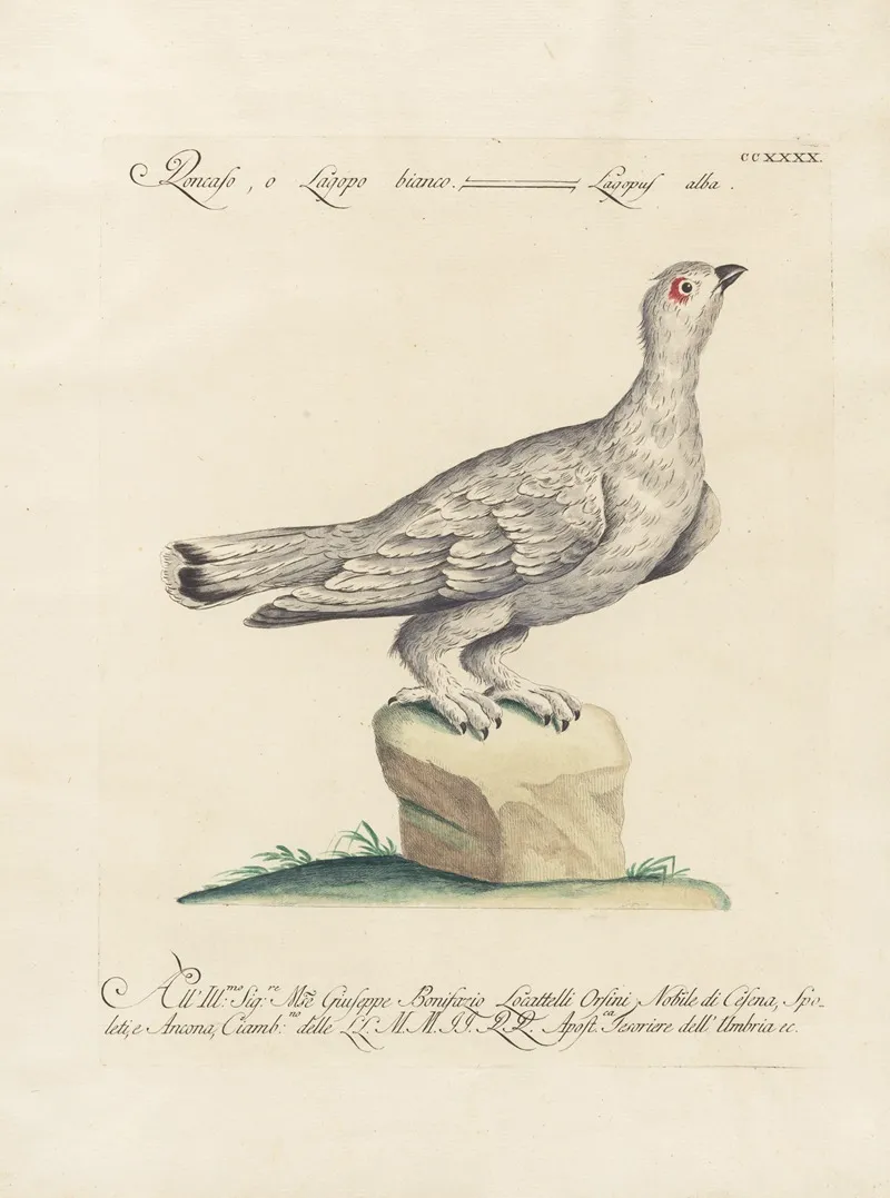 Ornithologia Methodice Digesta Pl 222