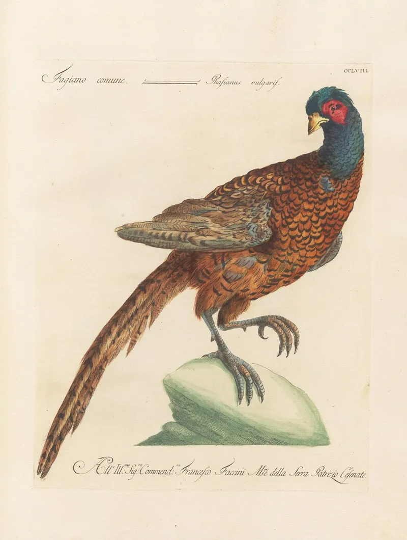 Ornithologia Methodice Digesta Pl 240