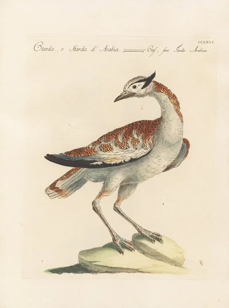 Ornithologia Methodice Digesta Pl 248
