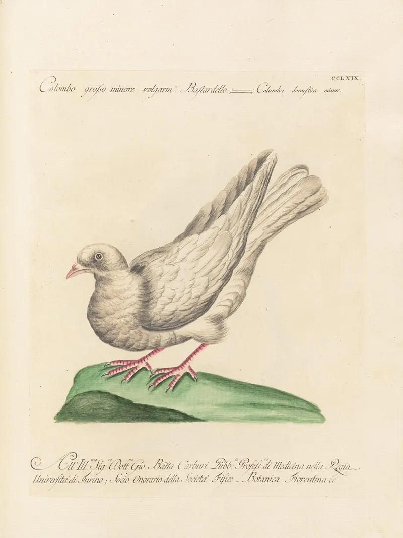 Ornithologia Methodice Digesta Pl 251
