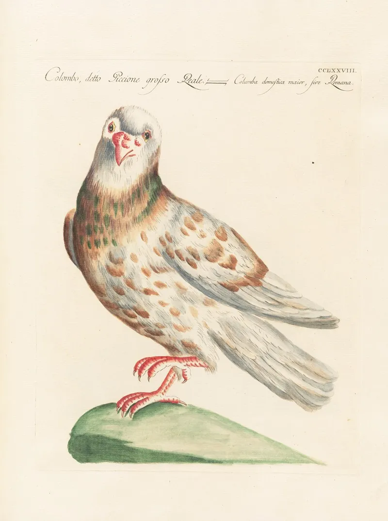 Ornithologia Methodice Digesta Pl 260
