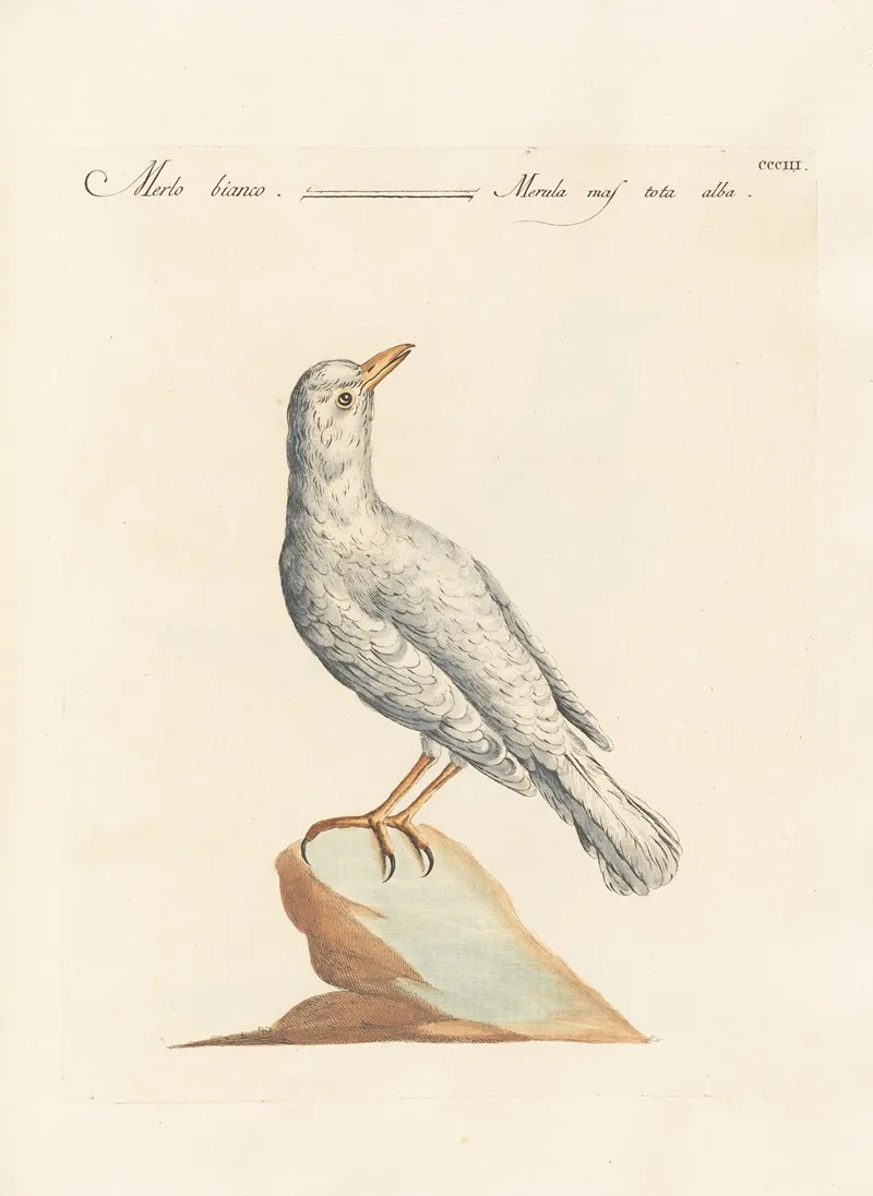 Ornithologia Methodice Digesta Pl 285